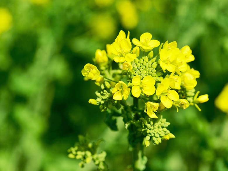 菜の花 洛市は京都の伝統と文化をお届けします