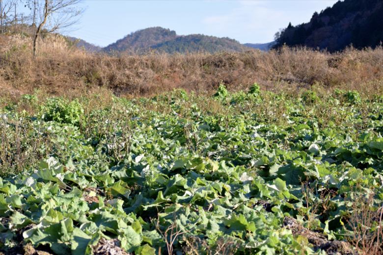 新田農園/堀川ごぼう畑